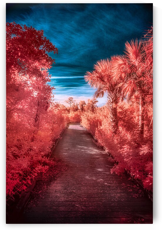 Infrared Stroll Through Tippiecanoes Pink Canopy by Dream World Images