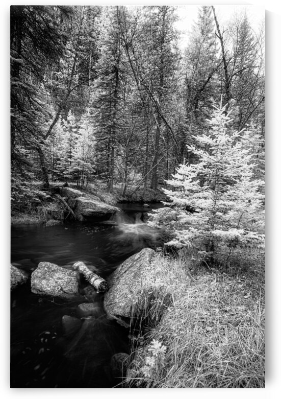 Monochromatic Serenity: Exploring Grace Coolidge Creek in Custer - 2 by Dream World Images