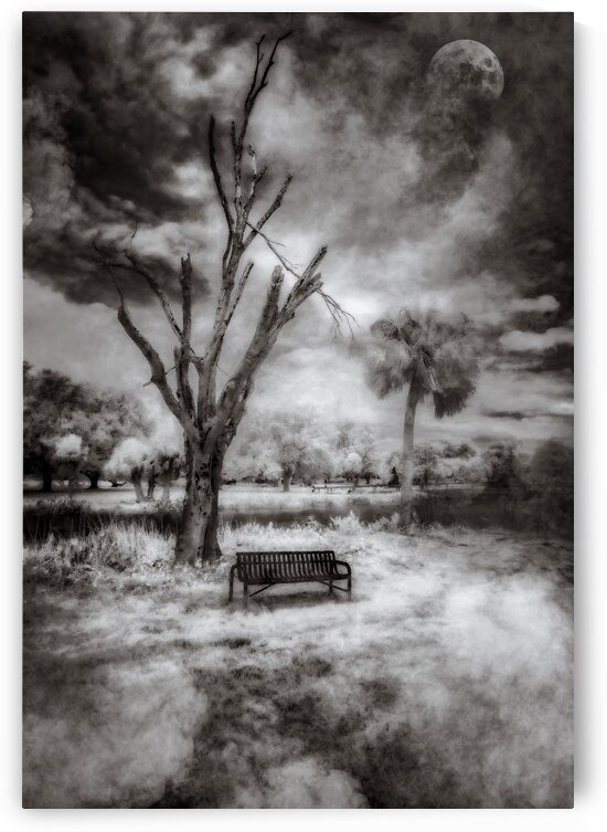 Moonlit Serenity: Exploring Venetian Gardens in Leesburg Florid by Dream World Images