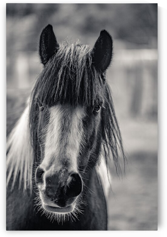 Curious Gaze: A Captivating Encounter with a Silent Horse  by Dream World Images