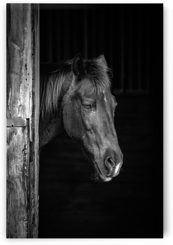  Whispers of Equine Solitude: A Sojourn into Floridas Horse Far by Dream World Images