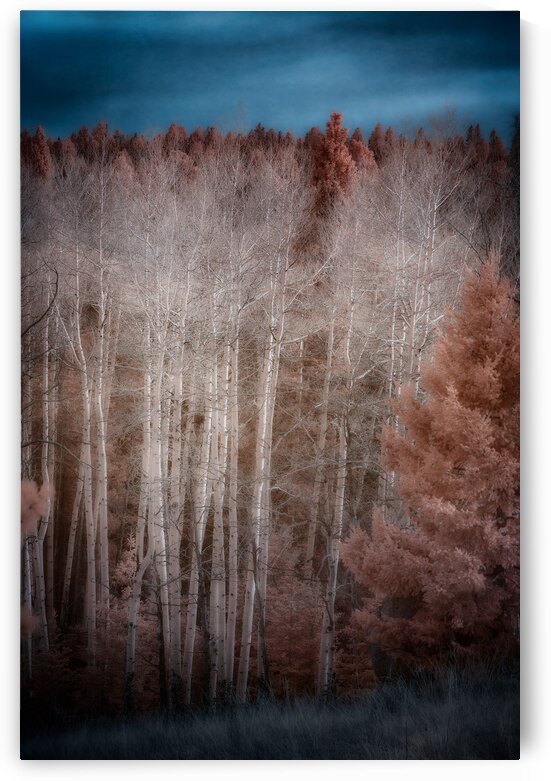 Mueller Aspen Series: Enchanted Woods by Dream World Images