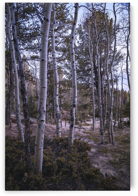 Mueller Aspen Series: Aspen Tree Trail by Dream World Images