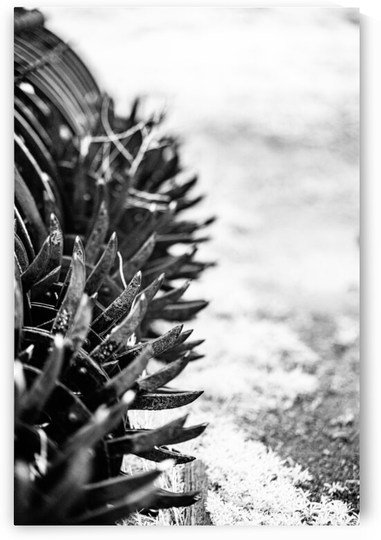 Rustic Relic - Nebraska Death Wheel by Dream World Images