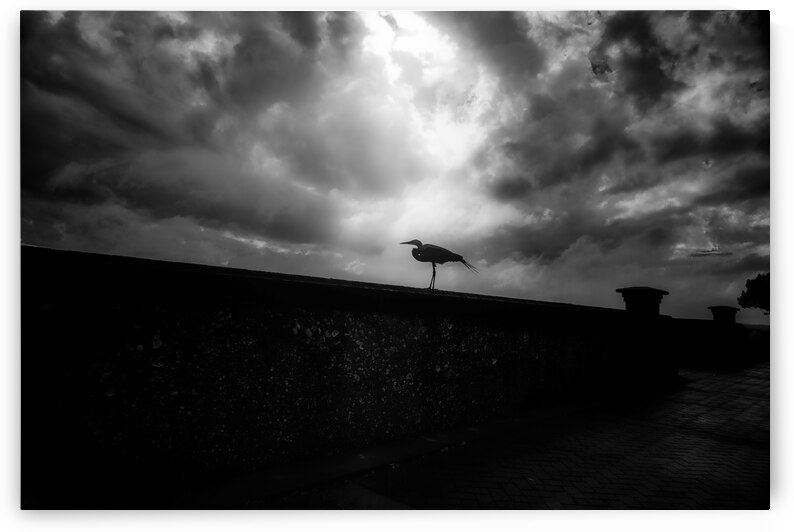 Rainy Day Stroll: Capturing Serenity with a Silhouetted Bird in  by Dream World Images