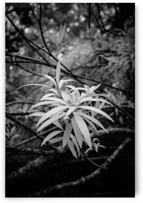 Rainy Day Wonders: Exploring Saint Marys Parks and the Intriguing Palm Tree Shoot by Dream World Images