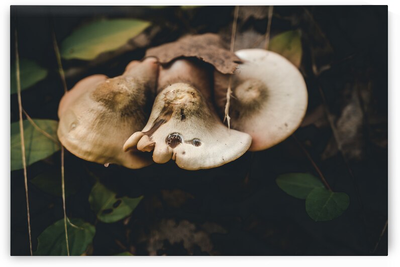 Mystical Fungi: Pound Puppy Shroom in the Magical Woods by Dream World Images