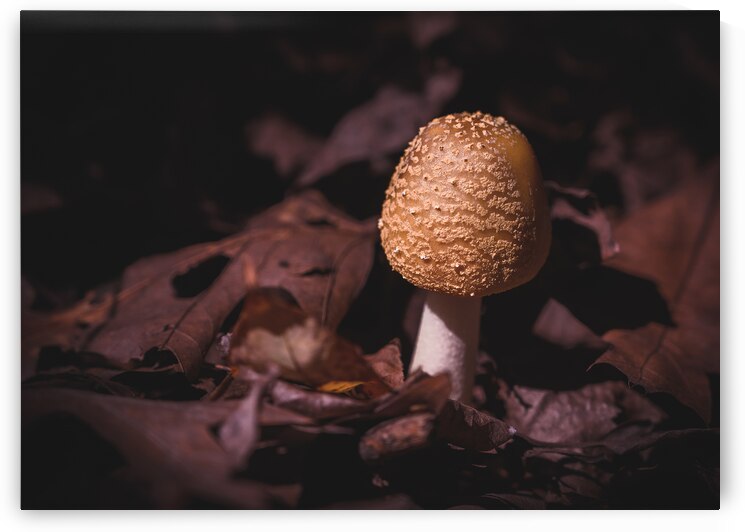 Mystical Fungi: Life Flourishing Among the Dead by Dream World Images