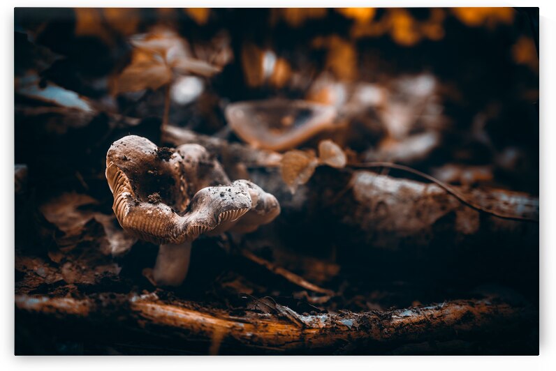 Mystical Fungi: Crabby Shroom by Dream World Images