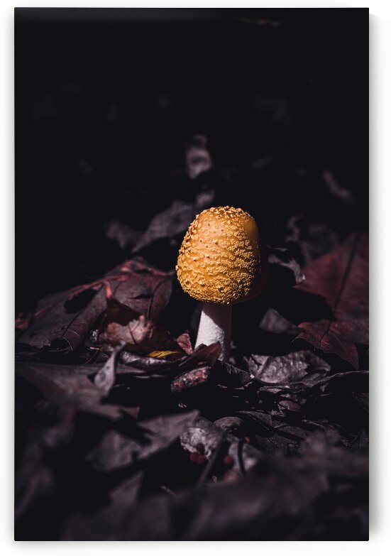 Mystical Fungi: Helmet among the Dead Leaves by Dream World Images