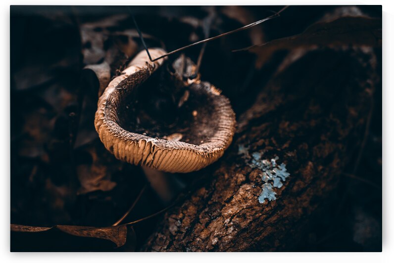 Mystical Fungi: Cupped in the Autumn Woods by Dream World Images