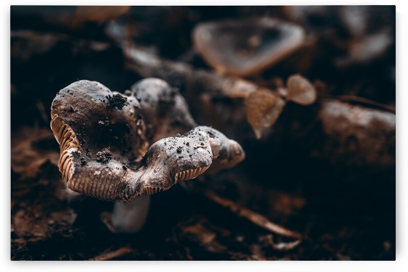 Mystical Fungi: Ring of Mystery Saturnine Mushroom by Dream World Images