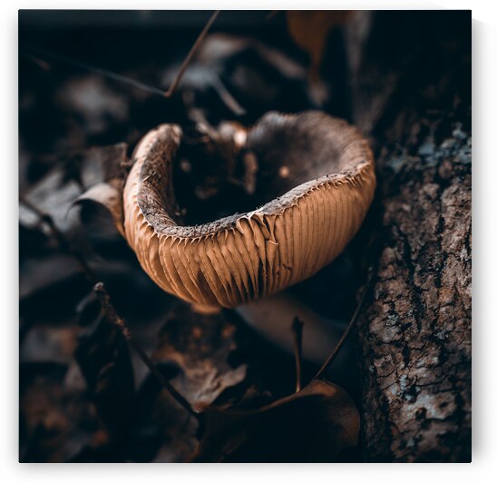 Mystical Fungi: Cup of Wonder ShrumCup Mushroom by Dream World Images