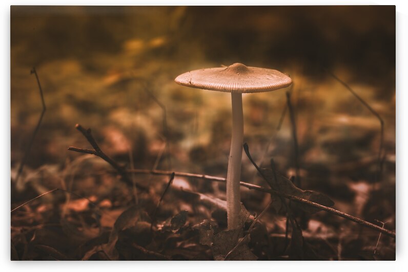 Mystical Fungi: Pale Amidst Sun-Dappled Leaves by Dream World Images