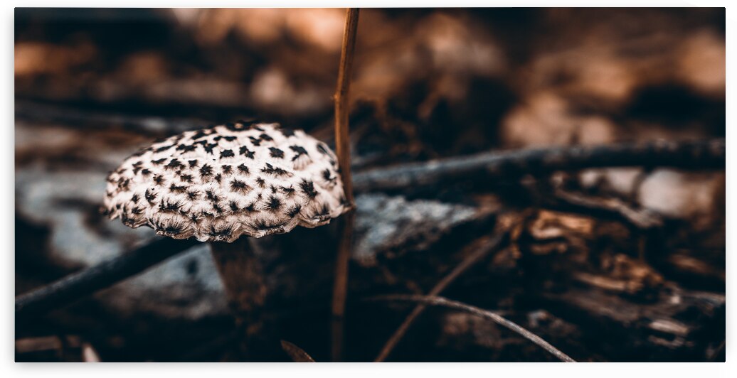 Mystical Fungi: Speckled Shroom by Dream World Images