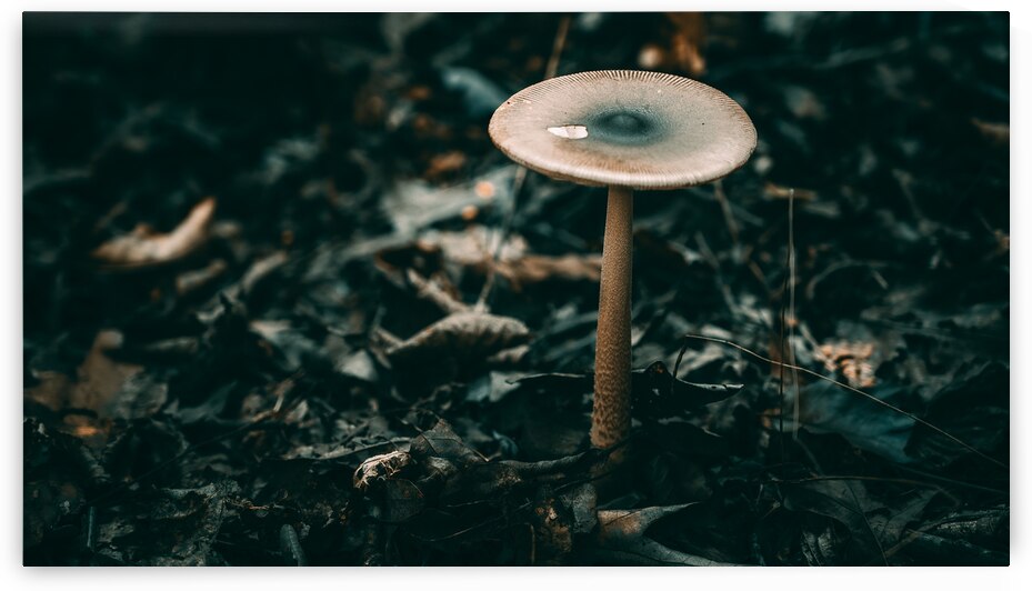 Mystical Fungi: Standing Tall The Majestic Tallish Mushroom by Dream World Images