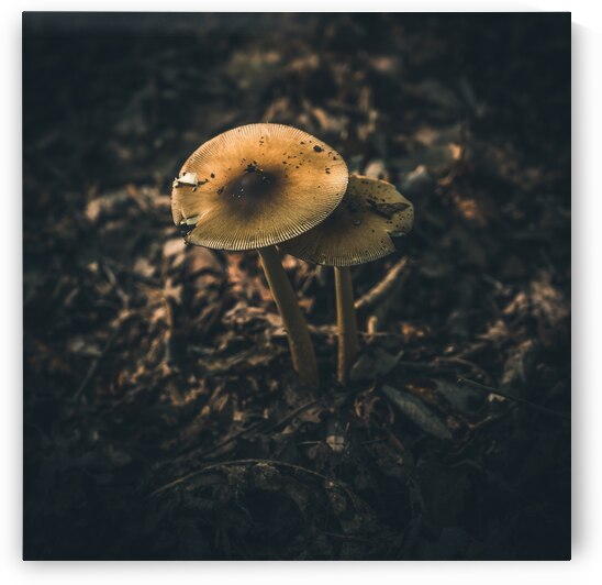 Mystical Fungi: Guardian Shroom by the Forest Path by Dream World Images
