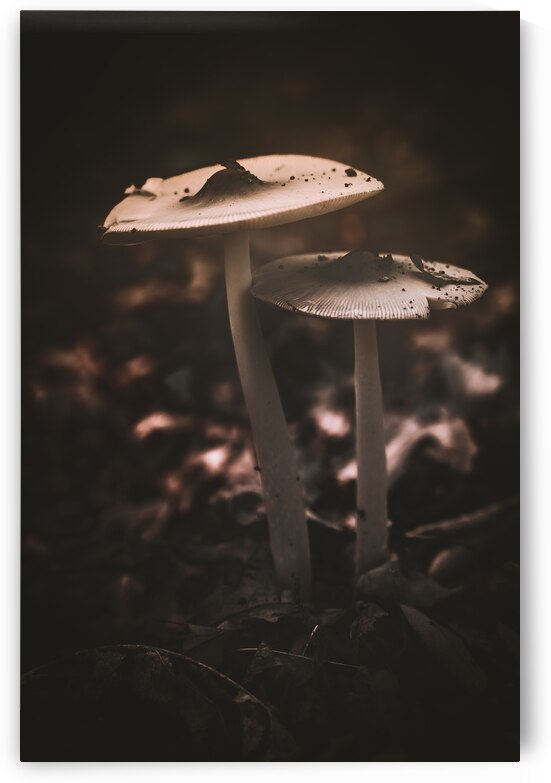 Mystical Fungi: Big Brother Shroom in the Woodland Realm by Dream World Images