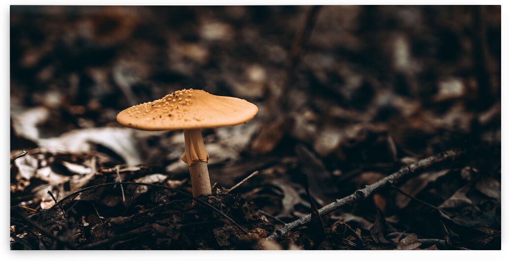 Mystical Fungi: Gloomy Shroom by Dream World Images