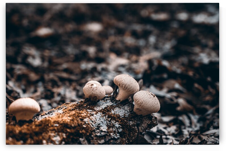 Mystical Fungi: Outer in the Tranquil Wilderness by Dream World Images