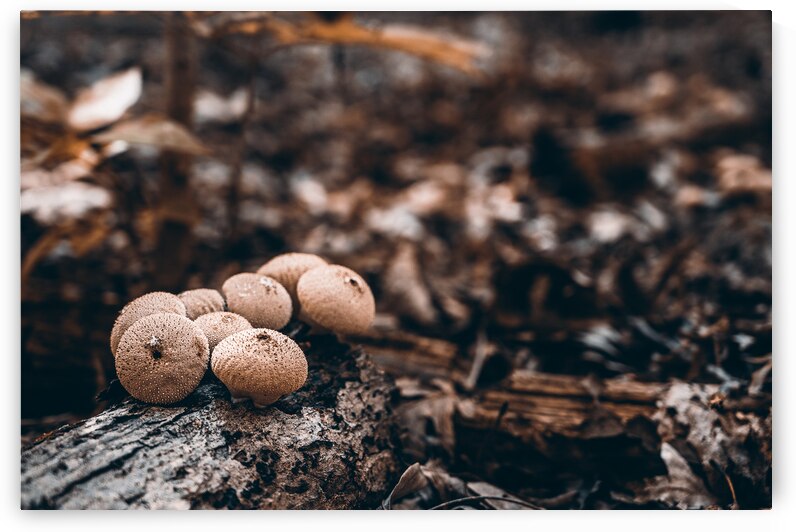 Mystical Fungi: Clustered Shrooms in the Enchanted Forest by Dream World Images