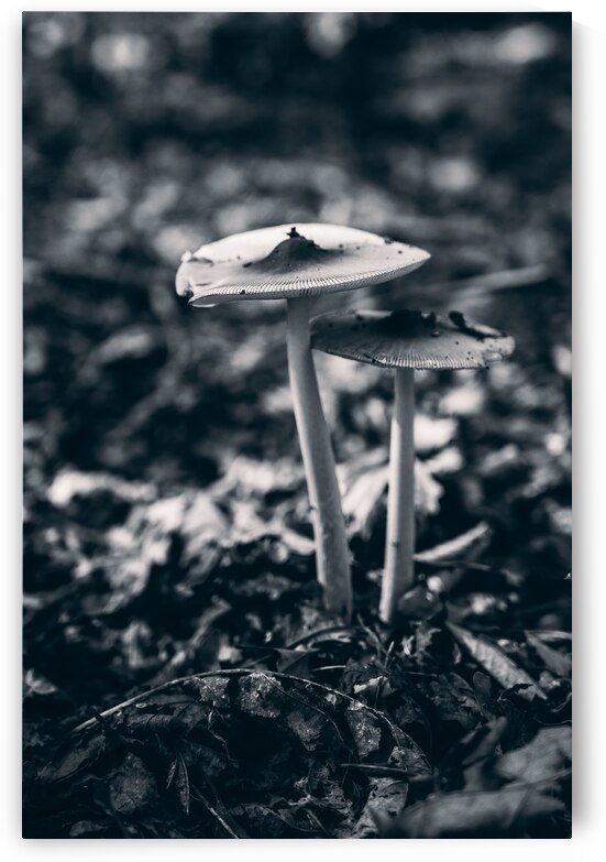 Mystical Fungi: Blue Shroom in the Enchanted Woods by Dream World Images