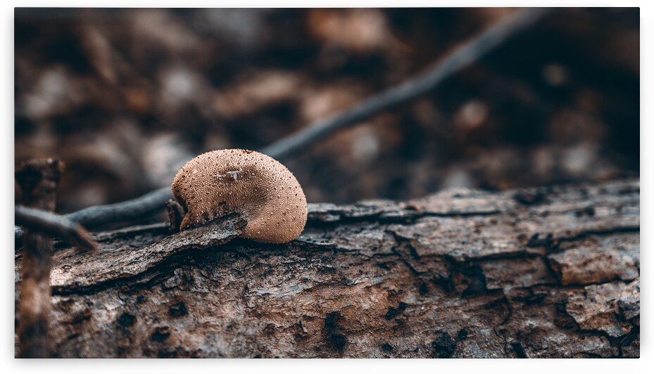 Mystical Fungi: Sluggish Amidst Rooting Trees by Dream World Images