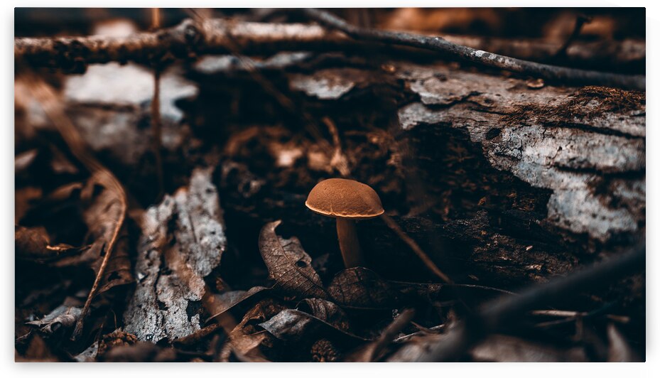 Mystical Fungi: Hiding Shroom Beneath Ferns and Foliage by Dream World Images