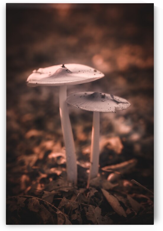 Mystical Fungi: Infrared Shroom in the Magical Landscape by Dream World Images