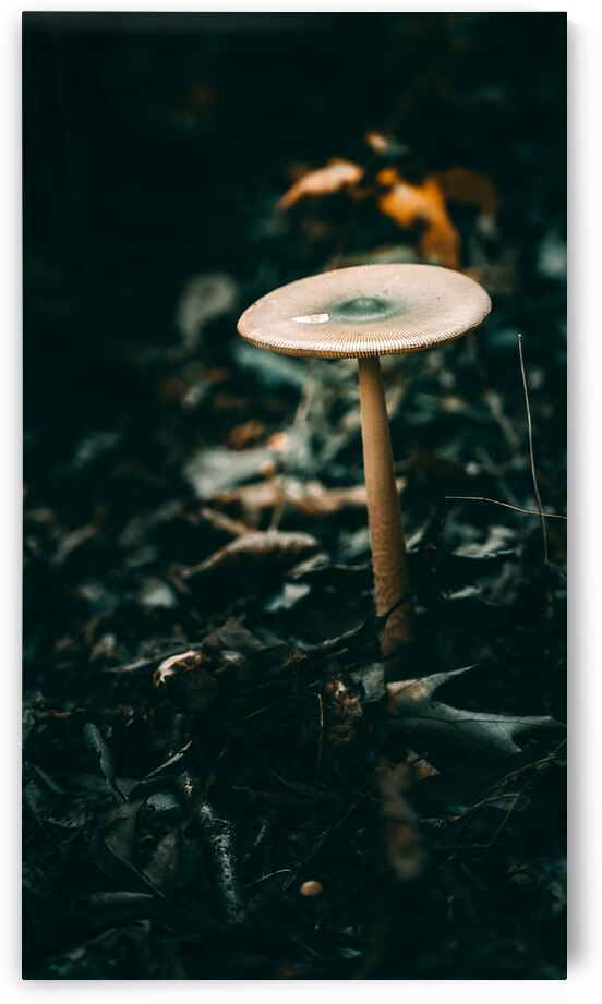Mystical Fungi: Tallish Towering Over the Forest Floor by Dream World Images