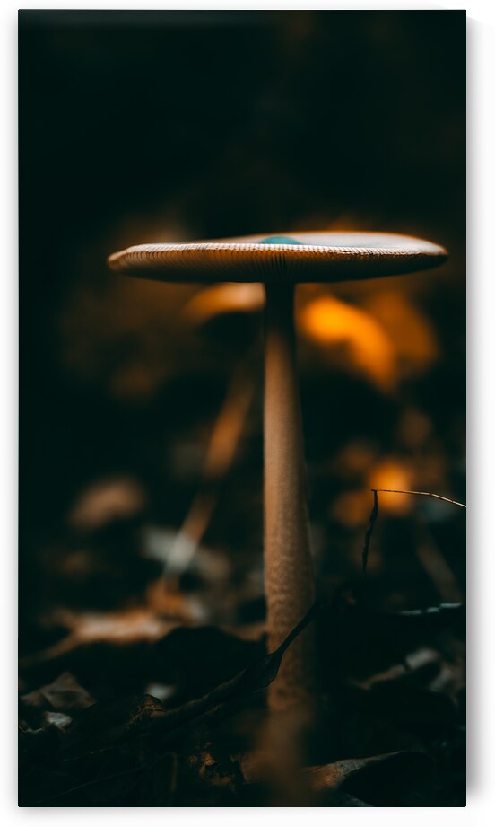 Mystical Fungi: Down Below in the Shady Undergrowth by Dream World Images