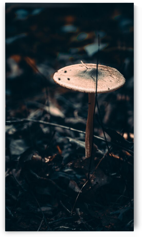 Mystical Fungi: Reaching for the Sky The Up Above Shroom by Dream World Images