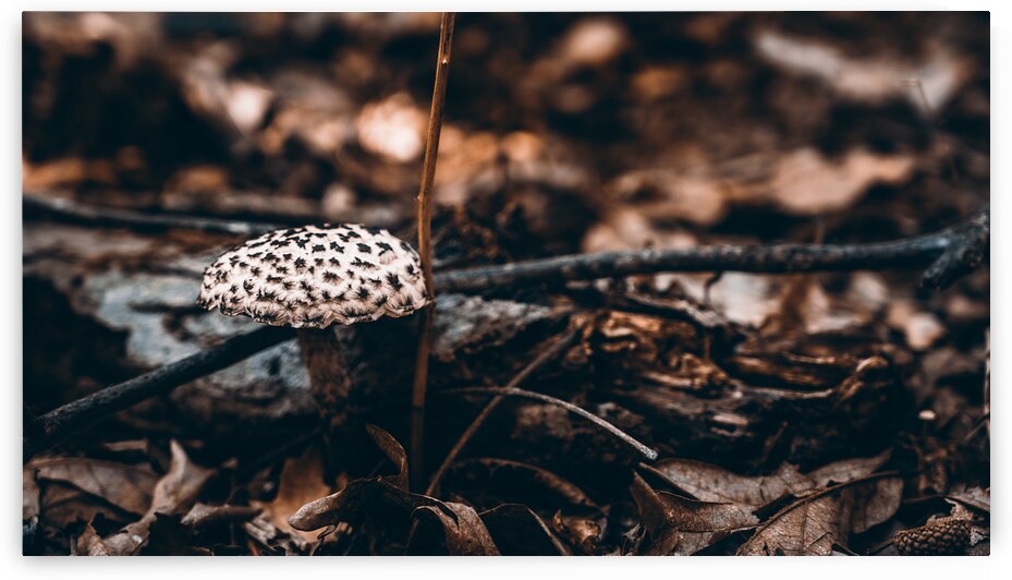 Mystical Fungi: Enchanted Dots The Speckled Shroom by Dream World Images