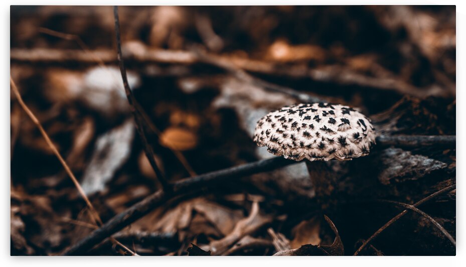 Mystical Fungi: Spotlight on Fungi Shroom Spots by Dream World Images