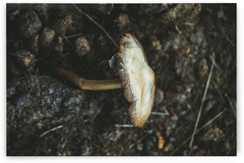 Montana Ranch Shroom: Highland Horseshoe Fungus by Dream World Images