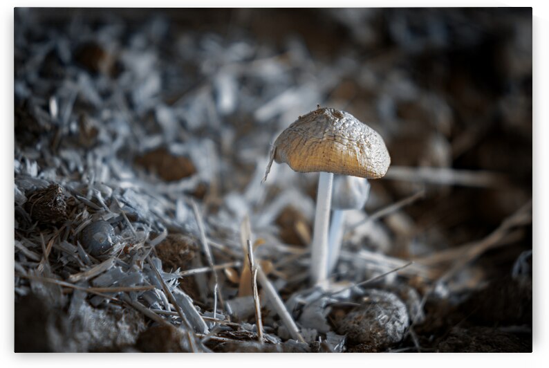 Montana Ranch Shroom: Whispering Wind Toadstool by Dream World Images