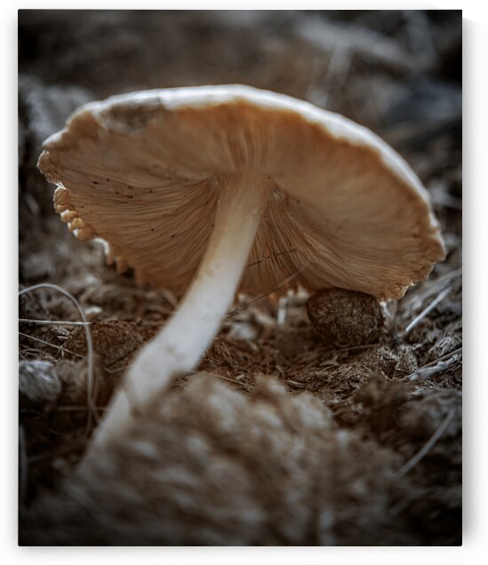 Montana Ranch Shroom: Mountain Meadow Mushroom by Dream World Images