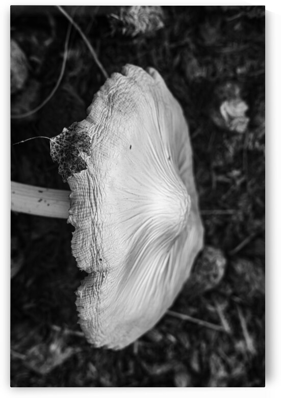 Montana Ranch Shroom: Valley Vista Toadstool by Dream World Images