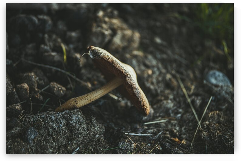 Montana Ranch Shroom: Rustic Ranch Fungus by Dream World Images