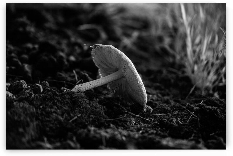 Montana Ranch Shroom: Golden Hoof Fungus by Dream World Images