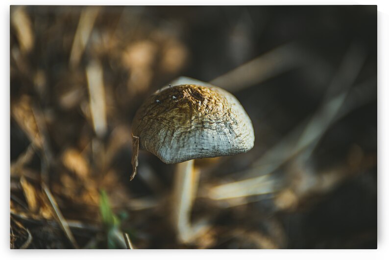 Montana Ranch Shroom: Majestic Mane Mushroom by Dream World Images