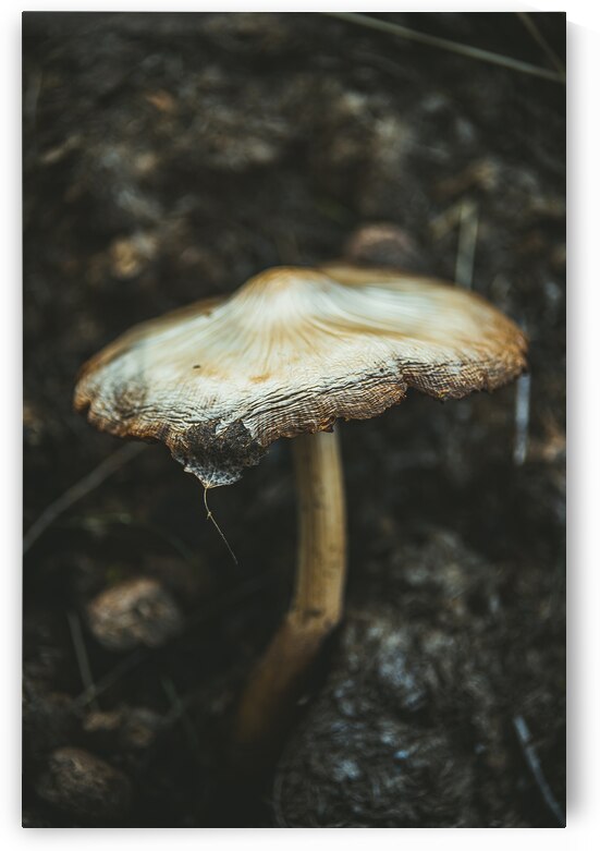 Montana Ranch Shroom: Saddlewood Mushroom by Dream World Images
