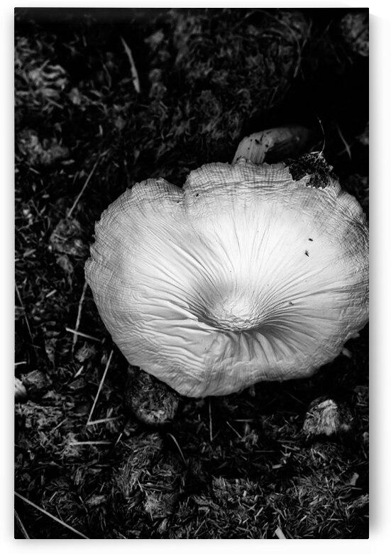 Montana Ranch Shroom: Prairie Path Fungus by Dream World Images