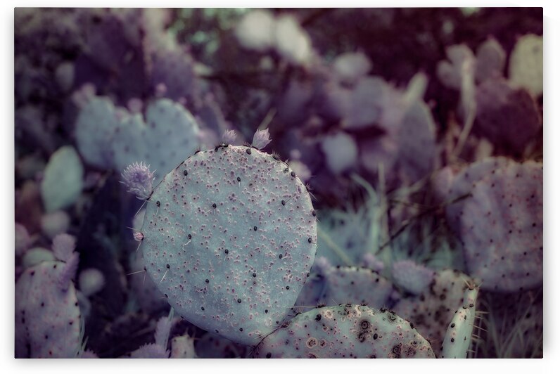 Desert Shadows: Purple Infrared Texas Cactus by Dream World Images