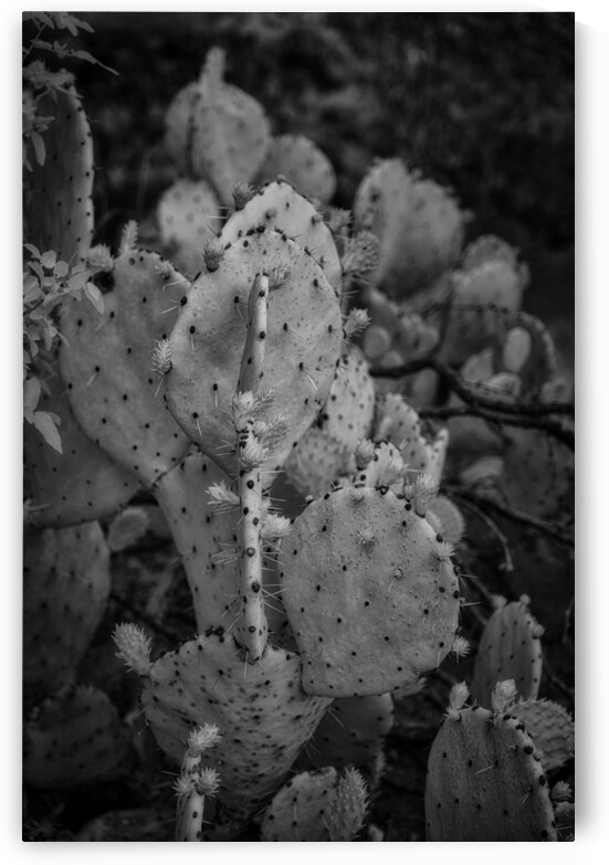 Desert Shadows: Monochrome Majesty of Texas Cacti by Dream World Images