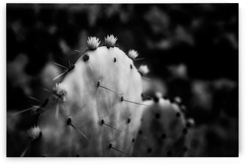 Ink and Thorn: Capturing the Essence of Texas Cacti in Monochrom by Dream World Images