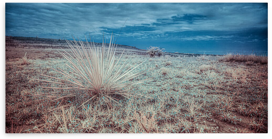 Lone Star Grass in Shamrock by Dream World Images
