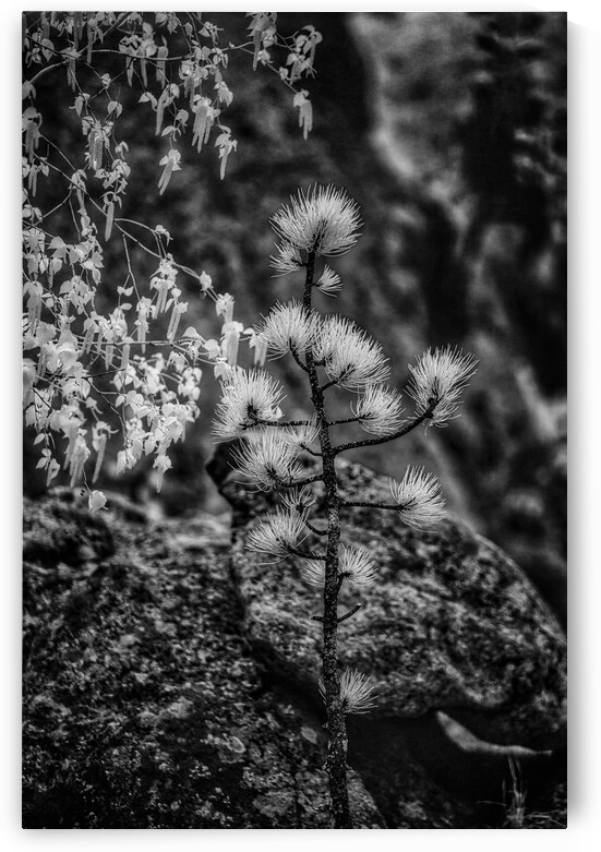 Exploring Sylvan Lake: A Magical Encounter with a Tiny Pine by Dream World Images