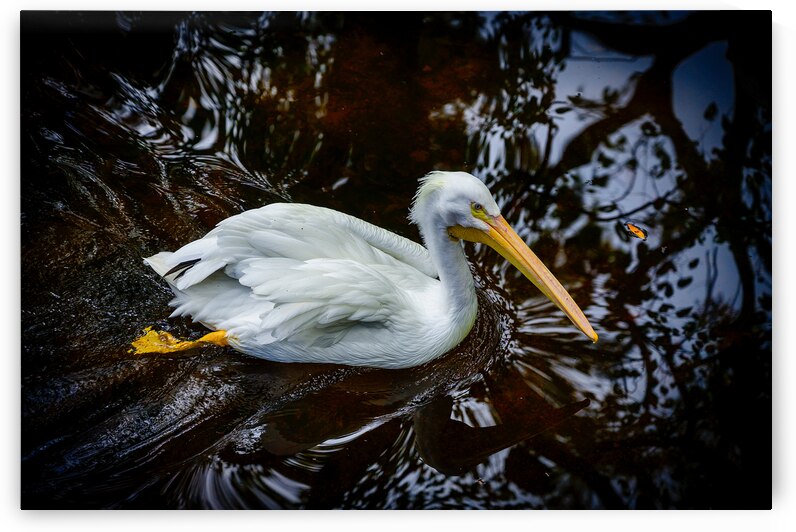 Florida Serenity: A Pelican Making Soft Waves by Dream World Images