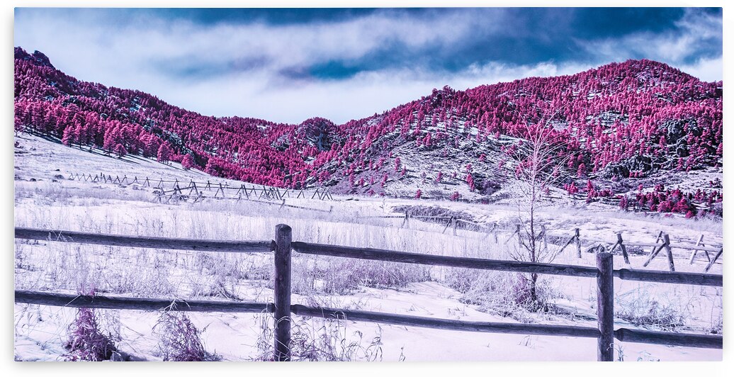 Chautauqua Chronicles: Purple Majesty by Dream World Images